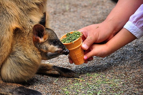 Blue Mountains Highlights & Wildlife Park - Kingaroy Accommodation 3