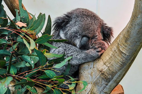 Blue Mountains Highlights & Wildlife Park - Kingaroy Accommodation 1