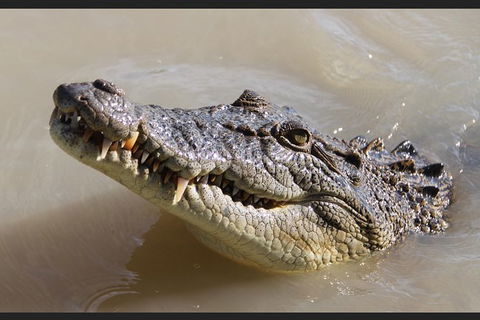 Pathfinder Jumping Crocodile Cruise Shuttle Bus - Kingaroy Accommodation 3