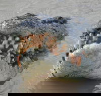 Jumping Crocodile Day Trip from Darwin - Kingaroy Accommodation