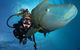 Great Barrier Reef Snorkeling And Diving Cruise From Cairns - thumb 1