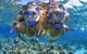 Great Barrier Reef Snorkeling And Diving Cruise From Cairns - thumb 10