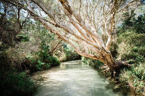 All-Inclusive Fraser Island Day Tour - Kingaroy Accommodation 5