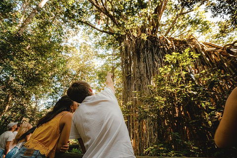 Atherton Tablelands Waterfalls And Rainforest Day Tour Departing Cairns - Kingaroy Accommodation 1