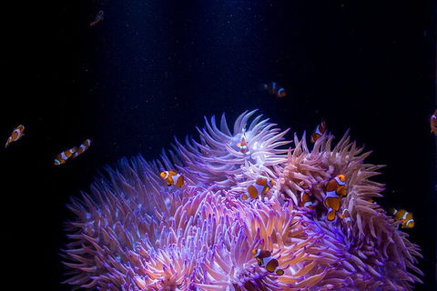 SEA LIFE Sunshine Coast Aquarium Entrance Ticket - Kingaroy Accommodation 1