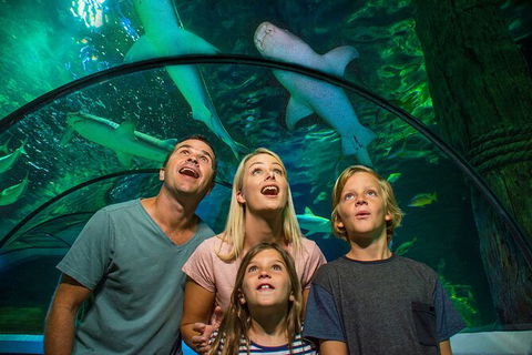 SEA LIFE Sunshine Coast Aquarium Entrance Ticket - Kingaroy Accommodation 3
