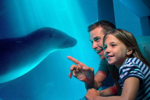 SEA LIFE Sunshine Coast Aquarium Entrance Ticket - Kingaroy Accommodation 0