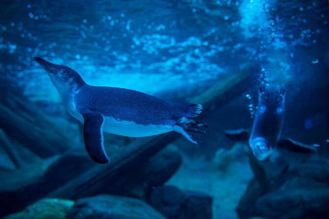 SEA LIFE Sunshine Coast Aquarium Entrance Ticket - Kingaroy Accommodation 2