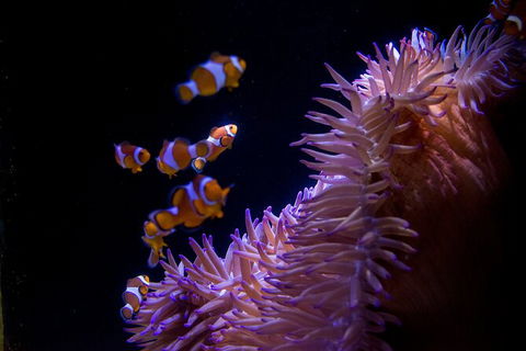 SEA LIFE Sunshine Coast Aquarium Entrance Ticket - Kingaroy Accommodation 6