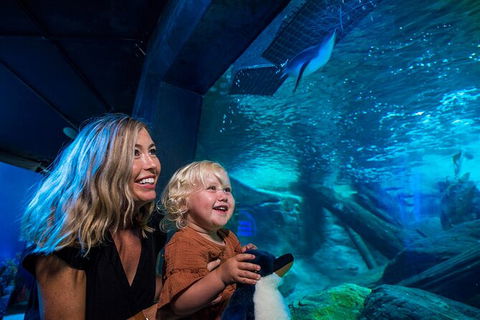 SEA LIFE Sunshine Coast Aquarium Entrance Ticket - Kingaroy Accommodation 4