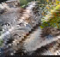 Kuranda Koala Gardens and Birdworld Admission Tickets - Kingaroy Accommodation