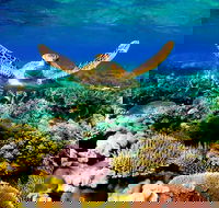 3-Day Best of Cairns Combo The Daintree Rainforest Great Barrier Reef and Kuranda - Kingaroy Accommodation