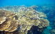 Cruise To Moore Reef Pontoon And Return Helicopter Flight From Cairns - thumb 1