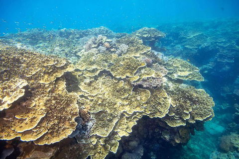 Cruise To Moore Reef Pontoon And Return Helicopter Flight From Cairns - Kingaroy Accommodation 1