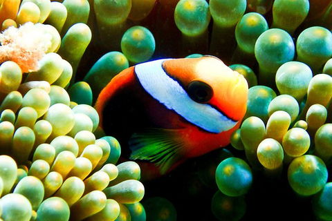 Coral Sea Dreaming: Overnight Dive, Snorkel And Sail Experience From Cairns - Kingaroy Accommodation 2