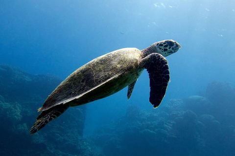 Coral Sea Dreaming: Overnight Dive, Snorkel And Sail Experience From Cairns - Kingaroy Accommodation 4