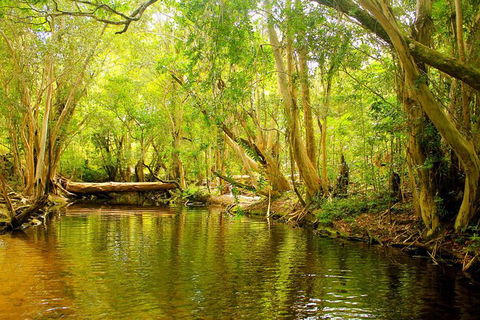 Private Half Day Tour: Exclusive World Heritage Rainforest And Waterfall Tour From Cairns - Kingaroy Accommodation 0