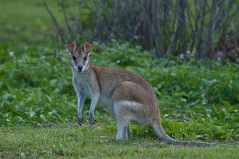Cairns 4WD Waterfall And Rainforest Tour Including Kuranda Scenic Railway - Kingaroy Accommodation 7