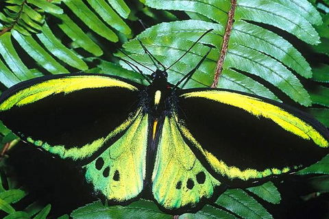 Cairns 4WD Waterfall And Rainforest Tour Including Kuranda Scenic Railway - Kingaroy Accommodation 1