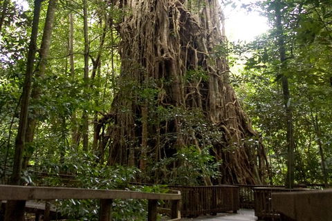 Cairns 4WD Waterfall And Rainforest Tour Including Kuranda Scenic Railway - Kingaroy Accommodation 5