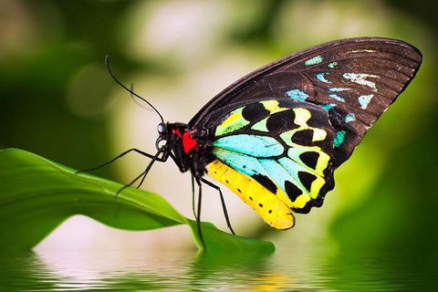 Australian Butterfly Sanctuary - Kingaroy Accommodation 0