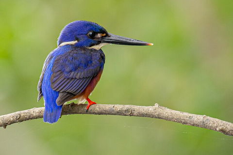 Daintree River Sunset Cruise - Kingaroy Accommodation 7