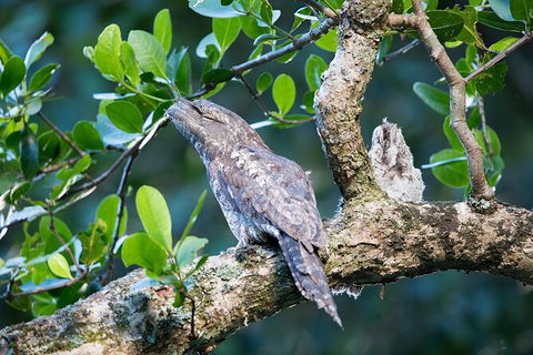 Daintree River Sunset Cruise - Kingaroy Accommodation 4