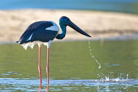 Daintree River Sunset Cruise - Kingaroy Accommodation 8