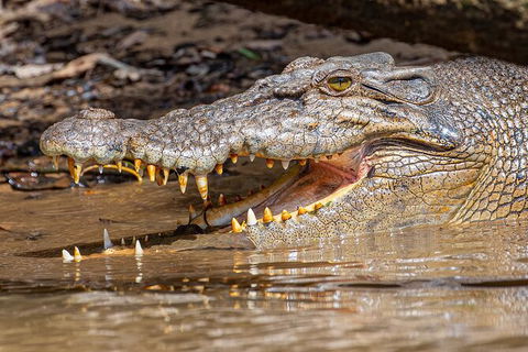 Daintree River Sunset Cruise - Kingaroy Accommodation 6