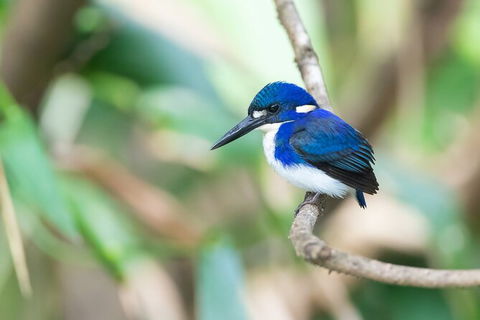 Daintree River Sunset Cruise - Kingaroy Accommodation 10