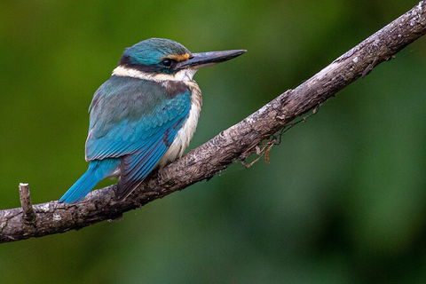 Daintree River Sunset Cruise - Kingaroy Accommodation 5