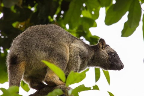 Cairns & Port Douglas All-Inclusive 7 Days Touring Package - Kingaroy Accommodation 8