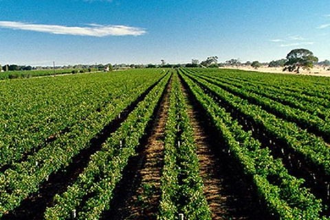 Adelaide Hills Wine Tour - Kingaroy Accommodation 1