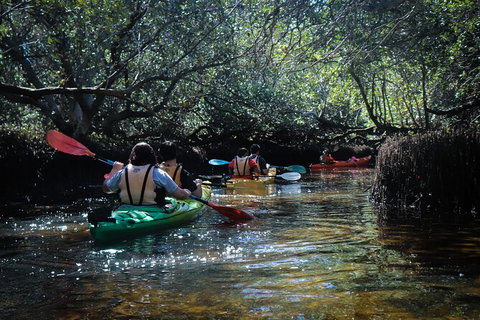 Dolphin Sanctuary Kayaking In Adelaide - Kingaroy Accommodation 3