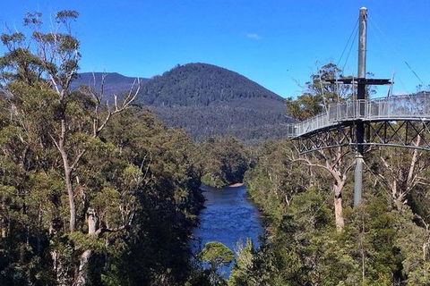 Tahune Airwalk Active Day Trip From Hobart Including Hastings Caves - Kingaroy Accommodation 6