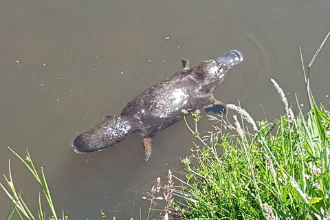 Cruise Ship Excursion: Gourmet Food & Wine - Kingaroy Accommodation 2