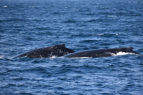 Dolphin & Whale Cruise - Kingaroy Accommodation 4