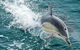 Dolphin & Whale Cruise - thumb 5