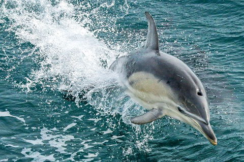Dolphin & Whale Cruise - Kingaroy Accommodation 5