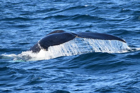 Dolphin & Whale Cruise - Kingaroy Accommodation 6