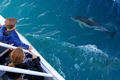 Dolphin & Whale Cruise - Kingaroy Accommodation 0