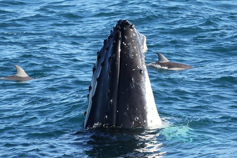 Dolphin & Whale Cruise - Kingaroy Accommodation 3