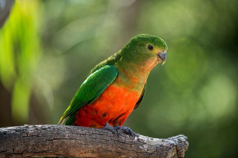 The Great Ocean Road 1 Day Private Sunset Tour - Kingaroy Accommodation 4