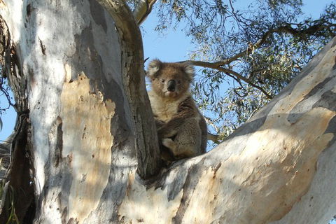 Tahbilk Winery And Wetlands Tour With Local Wine Ambassador Including Lunch, Wine Tasting And A Wine Making Class - Kingaroy Accommodation 1
