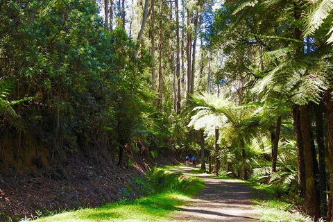 Half-Day Biking Activity From Aqueduct To California Redwoods - Kingaroy Accommodation 2