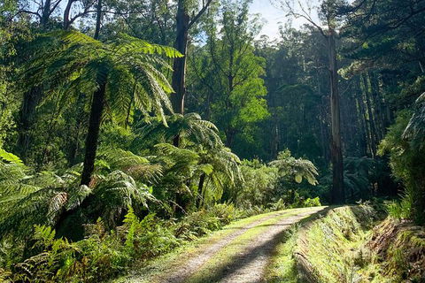 Half-Day Biking Activity From Aqueduct To California Redwoods - Kingaroy Accommodation 1