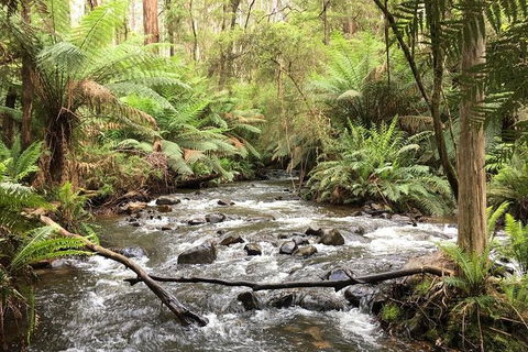 Half-Day Biking Activity From Aqueduct To California Redwoods - Kingaroy Accommodation 3