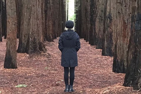 Private Aqueduct To California Redwoods Hiking Tour - Kingaroy Accommodation 1