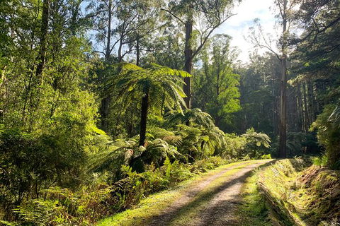 Private Aqueduct To California Redwoods Hiking Tour - Kingaroy Accommodation 0
