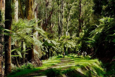 Private Aqueduct To California Redwoods Hiking Tour - Kingaroy Accommodation 2
